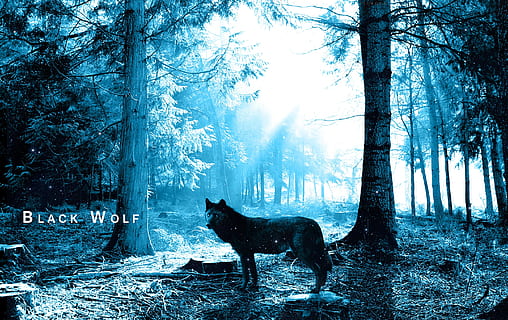 noir, Loup, forêt, des arbres, cauchemar, effrayant, Loup noir, thèmes animaux, mammifère, arbre, animal, animaux domestiques, un animal, national, terre, plante, chien, canin, tronc d'arbre, vertébré, tronc, la nature, des bois, personne, hiver, en plein air, 2K, CC0, domaine public, libre de droits
