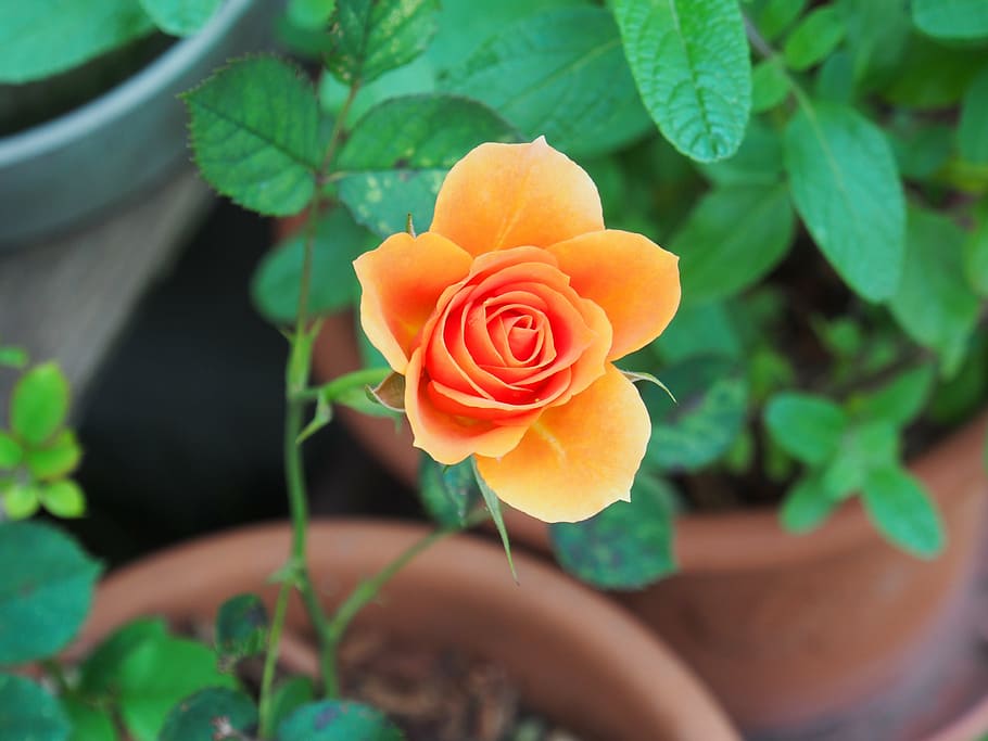 rosa, huang, planta amb flors, bellesa a la natura, frescor, flor, full, part de la planta, primer pla, planta, pètal, fragilitat, vulnerabilitat, flor de roses, cap de flor, creixement, inflorescència, naturalesa, centrar-se en primer pla, dia, color taronja, 4K