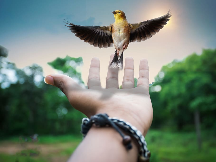 persona, mostrant, esquerra, palmell, marró, il·lustració d'aus, creatiu, surrealista, obra d'art, imaginació, creativitat, el surrealisme, somni, ocell, visió, intel·lecte, mà humana, mà, part del cos humà, una persona, temes d'animals, volant, vertebrats, dit, dit humà, animal, un animal, persones reals, centrar-se en primer pla, part del cos, dia, ales separades, naturalesa, estils de vida, perspectiva personal, a l'aire lliure, extremitat humana, 8K