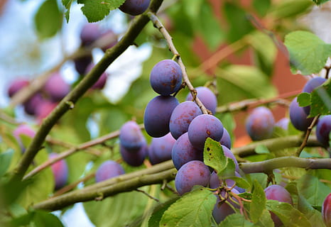 fruites morades rodones, prunes, prunera, arbre fruiter, fruita, branca, arbre, jardí, pruna real, prunus domestica, madur, collita, naturalesa, menjar, agricultura, full, frescor, menjar i beguda, planta, creixement, alimentació saludable, cap gent, part de la planta, primer pla, color verd, dia, porpra, centrar-se en primer pla, bellesa a la natura, 4K, CC0, domini públic, lliure de regalies