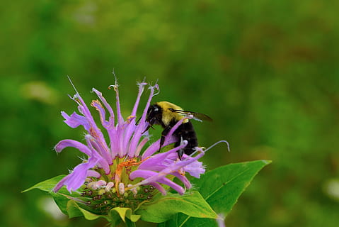 abella, bumble bee, flor, insecte, naturalesa, animal, groc, ala, buzz, negre, error, pol·len, Abellot, antena, estiu, vida salvatge, ratlles, temes d'animals, planta amb flors, animals a la natura, invertebrat, fauna animal, un animal, bellesa a la natura, fragilitat, vulnerabilitat, cap de flor, pètal, planta, creixement, polinització, primer pla, frescor, porpra, cap gent, 1080P, CC0, domini públic, lliure de regalies