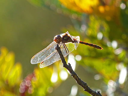 libellula, Ali, controluce, insetto, Libellulidae, ramo, un animale, nessuno, temi animali, fauna selvatica, animali allo stato selvatico, invertebrato, animale, pianta, concentrarsi sulle conoscenze acquisite, avvicinamento, natura, ala animale, giorno, bellezza nella natura, all'aperto, luce del sole, albero, 1080P, CC0, dominio pubblico, privo di copyright