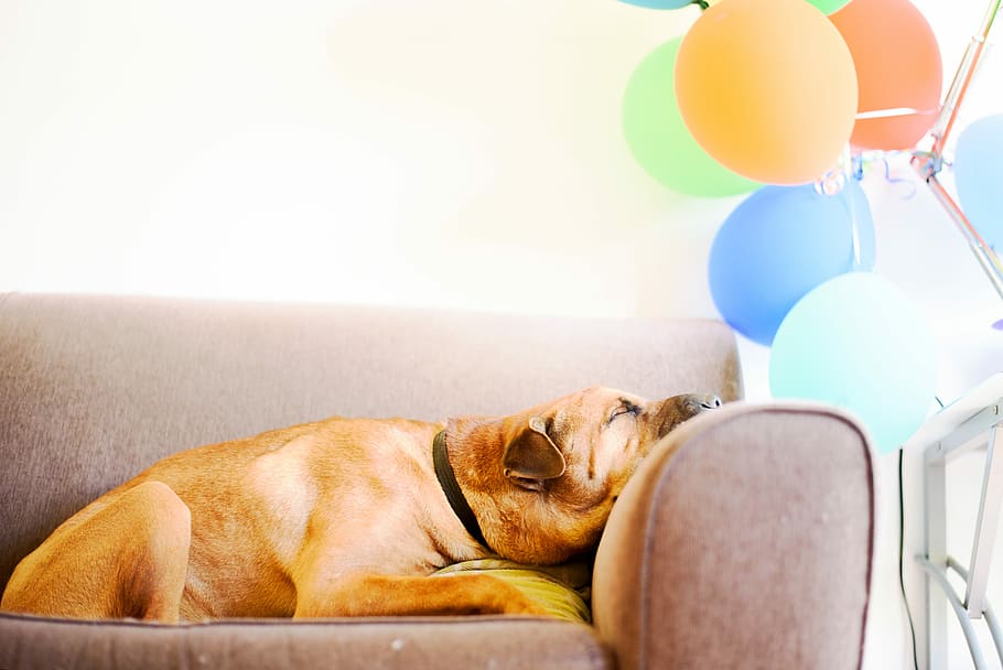 marró, gos, dorment, sofà, posada, cadira, dormir, relaxa't, globus, snooze, dormit, estirat, coll, mascota, animal, celebració, aniversari, cansat, festa, colorit, somni, oyo, gosset, mascotes, animals domèstics, caní, nacional, mamífer, un animal, a l'interior, petit, relaxació, gent, diversió, mobles, bonic, 5K
