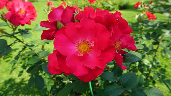 rosso, fiori, erba, romantico, natura, floreale, primavera, pianta, estate, fioritura, bianca, verde, fiorire, giardino, morbido, romanza, selvaggio, petalo, colore, vita, macro, colorato, tulipani, decorazione, design, messa a fuoco, sognare, regalo, fresco, puro, purezza, foresta, pianta fiorita, fiore, freschezza, bellezza nella natura, fragilità, vulnerabilità, crescita, infiorescenza, avvicinamento, testa di fiore, nessuno, giorno, concentrarsi sulle conoscenze acquisite, colore rosa, all'aperto, foglia, polline, 5K, CC0, dominio pubblico, privo di copyright