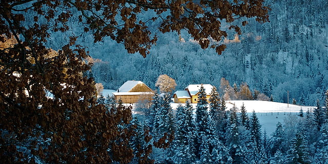 winter, zon, sneeuw, winters, winterstemming, boom, fabriek, koude temperatuur, architectuur, ingebouwde structuur, buitenkant van het gebouw, natuur, geen mensen, groei, dag, gebouw, schoonheid in de natuur, kalmte, scenics - natuur, rustige scène, huis, land-, buitenshuis, 2K, CC0, publiek domein, royaltyvrij