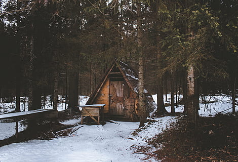 brown, wooden, house, trees, daytime, snow, winter, white, cold, weather, ice, plants, nature, landscape, cabin, woods, forest, barn, cold temperature, tree, tranquility, no people, abandoned, plant, land, wood - material, day, built structure, beauty in nature, growth, architecture, field, covering, outdoors, 4K