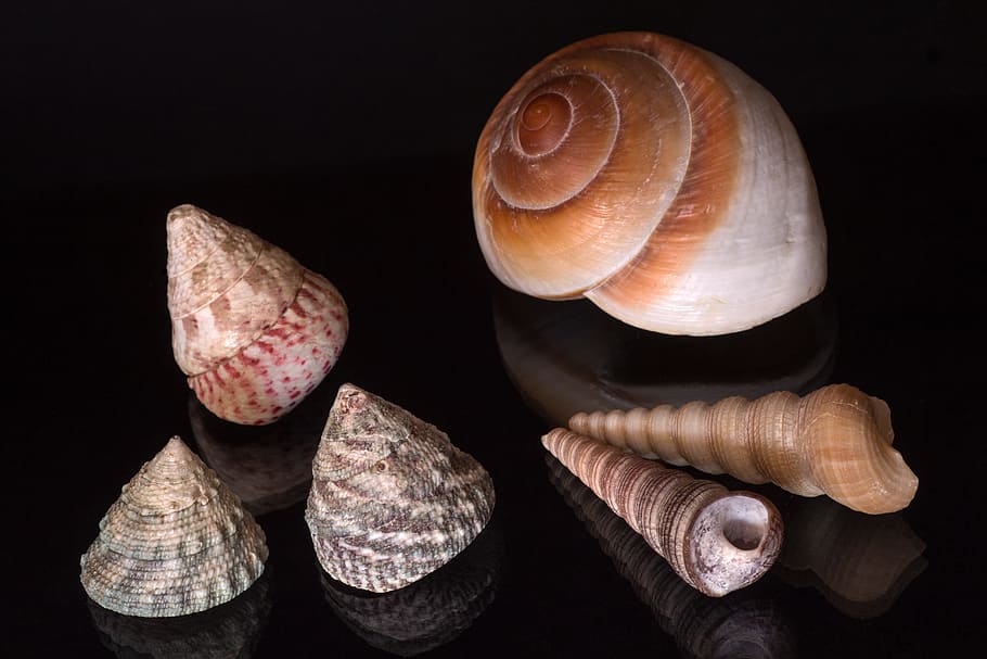 stilleben, muslinger, spejling, sort baggrund, ingen mennesker, indendørs, tæt på, dyre temaer, dag, skal, studio skud, dyreskal, mollusk, dyreliv, muslingeskal, mad, dyr, mad og drikke, gruppe af objekter, spiralformet, natur, Brun, hvirvelløse, luksus, 5K