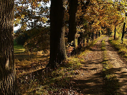 dęby, zapora, staw, ścieżka, jesień, gałęzie drzew, południowa bohemia, dąb, światło, cień, drzewo, roślina, spokój, spokojna scena, wzrost, piękno natury, Natura, pnia drzewa, bagażnik samochodowy, światło słoneczne, wylądować, dzień, żadnych ludzi, las, kierunek, droga naprzód, scenics - natura, chodnik, scena pozamiejska, zmiana, na dworze, lesisty teren, treelined, 1080P, CC0, domena publiczna, darmowe zdjęcia
