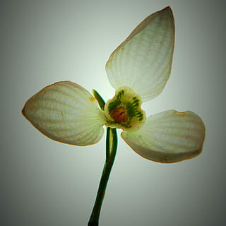vintergæk, forår, nedefra, blomst, tæt på, vækst, studio skud, ingen mennesker, farvet baggrund, friskhed, plante, skønhed i naturen, skrøbelighed, blomstrende plante, sårbarhed, indendørs, natur, plantestamme, grøn farve, kronblad, knop, blomsterhoved, blomsterstand, 1080P, CC0, offentligt domæne, royaltyfrie