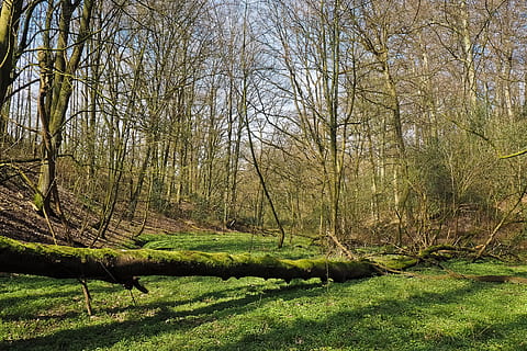 skog, landskap, bach, glade, trær, natur, vann, grønn, strømme, anlegg, bo, bunndekke, idyll, Seefeld, gress, himmel, vakker, hvile, eng, avslapning, landlig, scenisk, Natur reservat, blå himmel, humør, vår, skyer, Logg, gjenoppretting, blader, grener, naturvern, våtmarks, vill plante, sump, fuktig, tre, ingen folk, scenics, dag, utendørs, land, skjønnhet i naturen, ro, naturskjønnhet - natur, rolig scene, vekst, grønn farge, stamme, trestamme, sollys, ikke-urbane scene, gren, miljø, 4K, CC0, offentlig domene, opphavsrett gratis