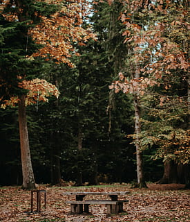 picnic table, forest, autumn / fall, brown, middle, nature, tree, fall, autumn, plant, no people, day, growth, grave, beauty in nature, tranquility, cemetery, tombstone, religion, stone, outdoors, belief, built structure, land, tranquil scene, architecture, 2K, CC0, public domain, royalty free