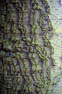 escorça, arbre, fons, naturalesa, forma, marró, fusta, macro, textura, marc complet, tronc de l'arbre, aspre, tronc, cap gent, primer pla, planta, resistent, vell, creixement, dia, material de fusta, patró, molsa, a l'aire lliure, patró natural, deteriorament, liquen, 1080P, CC0, domini públic, lliure de regalies