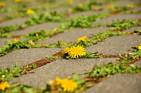 groc, flors de pètals, sòl, dent de lleó, pegat, crack, assertivitat, lluny, pavimentat, planta, flor, enfocament selectiu, creixement, planta amb flors, naturalesa, cap gent, bellesa a la natura, dia, full, frescor, vulnerabilitat, part de la planta, fragilitat, color verd, a l'aire lliure, primer pla, sendera, carretera, perspectiva decreixent, cap de flor, nivell superficial, 4K, CC0, domini públic, lliure de regalies