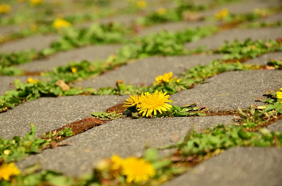 groc, flors de pètals, sòl, dent de lleó, pegat, crack, assertivitat, lluny, pavimentat, planta, flor, enfocament selectiu, creixement, planta amb flors, naturalesa, cap gent, bellesa a la natura, dia, full, frescor, vulnerabilitat, part de la planta, fragilitat, color verd, a l'aire lliure, primer pla, sendera, carretera, perspectiva decreixent, cap de flor, nivell superficial, 4K
