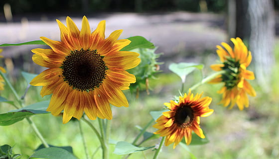 gira-sol, petard, jardí, múltiples, estiu, a l'aire lliure, sol, flor, paisatge, colorit, planta, full, llum solar, taronja, groc, pètals, botànic, jardineria, agricultura, bonic, temporada, naturalesa, pètal, planta amb flors, frescor, cap de flor, bellesa a la natura, fragilitat, creixement, vulnerabilitat, inflorescència, primer pla, centrar-se en primer pla, pol·len, cap gent, dia, primavera, llit de flors, 4K, CC0, domini públic, lliure de regalies