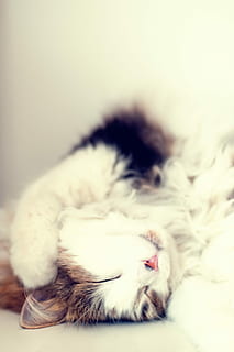 brown, white, fur cat, sleeping, surface, fur, cat, white surface, pets, domestic Cat, animal, cute, mammal, domestic Animals, kitten, young Animal, feline, fluffy, indoors, looking, one animal, animal themes, animal hair, domestic, relaxation, close-up, vertebrate, lying down, no people, eyes closed, resting, hair, whisker, 4K, CC0, public domain, royalty free