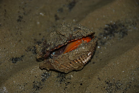 musling, shell, strand, daggry, skal, strand, rosa, et dyr, dyr i naturen, dyre temaer, dyreliv, ingen mennesker, hav liv, dyr, vand, sand, jord, natur, hav, hvirveldyr, krabbe, undervands-, dag, tæt på, marine, høj vinkel visning, udendørs, munden åben, dyre mund, 4K, CC0, offentligt domæne, royaltyfrie