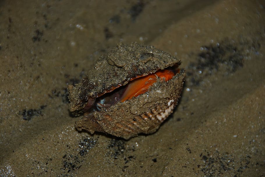musling, shell, strand, daggry, skal, strand, rosa, et dyr, dyr i naturen, dyre temaer, dyreliv, ingen mennesker, hav liv, dyr, vand, sand, jord, natur, hav, hvirveldyr, krabbe, undervands-, dag, tæt på, marine, høj vinkel visning, udendørs, munden åben, dyre mund, 4K