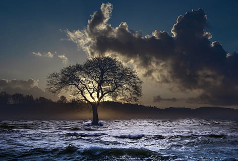 silhuet foto, træ, hav, bølge, udsigt, bjerg, himmel, Sky, sol, billede, natur, ingen mennesker, udendørs, sky - himmel, landskab, bare træ, solnedgang, vinter, plante, skønhed i naturen, miljø, ro, scenics - natur, vand, rolig scene, ikke-urbane scene, jord, cloudscape, sollys, 4K, CC0, offentligt domæne, royaltyfrie