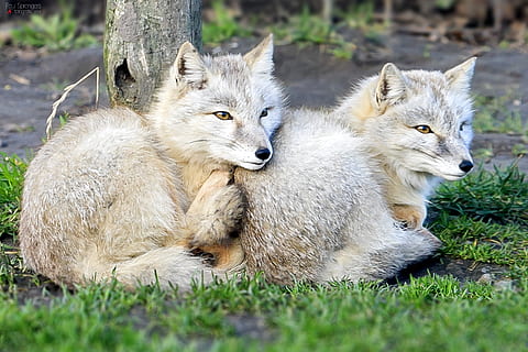 dwa, szary, wilcze młode, Zielony, Trawnik, stepy, lis, ogród zoologiczny, zwierzę, Natura, ssak, trawa, tematy zwierzęce, grupa zwierząt, zwierzęca przyroda, zwierzęta na wolności, kręgowiec, dwa zwierzęta, krajowy, zwierzęta domowe, żadnych ludzi, dzień, młode zwierzę, Wilk, roślina, relaks, na dworze, rodzina zwierząt, 2K, CC0, domena publiczna, darmowe zdjęcia