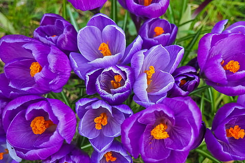 Fleurs pourpres, crocus, fleur, printemps, fleur de printemps, Floraison, violet, début de floraison, bühen, Fermer, la nature, Frühlingsanfang, jardin, crocus de printemps, fleur mauve, blanc, réveil du printemps, herbe, vert, Prairie, ambiance, fièvre printanière, prairie de printemps, pré de fleurs, signes du printemps, flore, plante, brillant, fleur du soleil, rose, plante rose, fleurs, début de l'été, farbenpracht, belle, timbre, Couleur, coloré, plante ornementale, bleu, pétale, fraîcheur, croissance, fragilité, beauté dans la nature, personne, plante à fleurs, vulnérabilité, tête de fleur, inflorescence, journée, iris, en plein air, parterre de fleurs, pollen, jardinage, bouquet de fleurs, 4K, CC0, domaine public, libre de droits