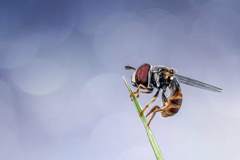 seçici, odak fotoğrafçılık, hoverfly tıraşlama, yeşil, Yaprak, hoverfly, böcek, makro, doğa, hayvan, yaban hayatı, açık havada, sinek, bal arısı, kapatmak, omurgasız, hayvan temaları, hayvan yaban hayatı, bir hayvan, vahşi hayvanlar, hayvan kanadı, mavi, insansız, yusufçuk, gün, doğada güzellik, ön plana odaklanmak, gökyüzü, hayvan vücut kısmı, küçük, 5K, CC0, kamu malı, telif ücretsiz