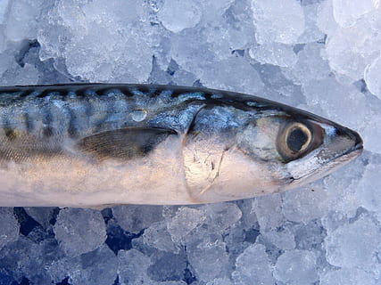 negru, gri, peşte, macrou, gheaţă, animal, animale vertebrate, temperatura rece, nici o persoana, un animal, animale tematice, îngheţat, fructe de mare, iarnă, a închide, alimente, zăpadă, prospeţime, natură, partea corpului animalului, mancare si bautura, cap de animal, ochi de animale, 4K, CC0, domeniu public, fără drepturi de autor
