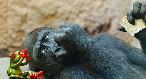 abe, gorilla, spise, frø, frygt, sjov, Zoo, dyr, vildt dyr, tierpark hellabrunn, München, dyre temaer, primat, mad, dyreliv, pattedyr, dyr i naturen, mad og drikke, ingen mennesker, sund kost, frugt, hvirveldyr, dag, fokus på forgrunden, gruppe af dyr, fodring, dyre familie, munden åben, 2K, CC0, offentligt domæne, royaltyfrie