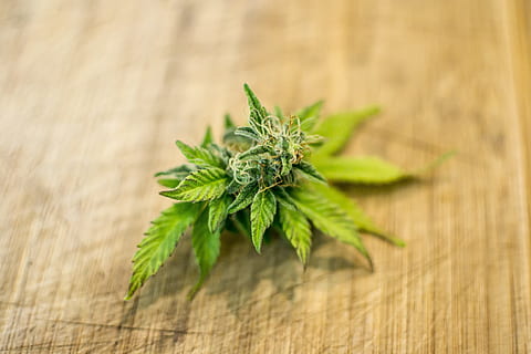 hijau, ganja, coklat, tekstil, daun, alam, flora, Desktop, herba, hash, pot, legalisasi, hukum, liar, rekreasi, obat, menyiangi, tunas, rami, kecanduan, alternatif, marihuana, obat bius, kesehatan, pecandu, Ketagihan, rumput, herbal, medis, menanam, makanan, organik, pertumbuhan, tumbuh-op, rumah, menggunakan, pemakaian, panen, kesegaran, tanaman, penanaman, berkebun, nutrisi, taman, pertanian, bersama, merokok, bisa dimakan, pipa, botani, menggoyang, warna hijau, makanan dan minuman, bahan kayu, bagian tanaman, merapatkan, obat alami, kesehatan dan obat-obatan, tidak ada orang, marijuana - ganja herbal, dalam ruangan, tanaman ganja, obat alternatif, daun mint - kuliner, ganja medis, 4K, CC0, domain publik, bebas royalti