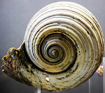 shell, naturalesa, petxina de mar, vida salvatge, mar, museu del thalassa, ayia napa, Xipre, espiral, primer pla, closca d’animals, cap gent, centrar-se en primer pla, patró, a l'interior, patró natural, natura morta, animal, fauna animal, sol objecte, tir de l'estudi, remolí, dia, forma, 4K, CC0, domini públic, lliure de regalies