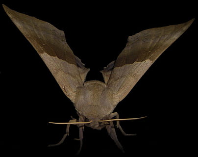 molie, gândac, insectă, închide, macro, noapte, Fundal negru, studio shot, a închide, un animal, nici o persoana, animale tematice, animal, animale sălbatice, nevertebrat, animale în sălbăticie, partea corpului animalului, în interior, natură, animal aripă, elimina, parte a plantelor, 720P, CC0, domeniu public, fără drepturi de autor