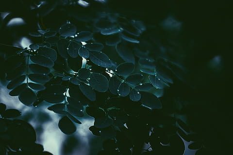 foto, verde, albero, le foglie, moringa oleifera, lente tilt shift, fotografia, foglia, natura, sfondi, acqua, astratto, riflessione, avvicinamento, bagnato, blu, liquido, subacqueo, freschezza, modello, fotogramma intero, nessuno, purezza, pianta, bellezza nella natura, far cadere, messa a fuoco selettiva, parte vegetale, crescita, concentrarsi sulle conoscenze acquisite, giorno, all'aperto, la tranquillità, modello naturale, goccia di pioggia, 1080P, CC0, dominio pubblico, privo di copyright