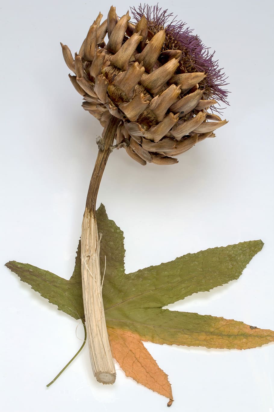 card, sec, full, ambre, arbre, arbre ambre, tir de l'estudi, fons blanc, cap gent, primer pla, a l'interior, naturalesa, natura morta, planta, creixement, bellesa a la natura, frescor, tija de la planta, flor, terra, menjar i beguda, material de fusta, tranquil·litat, taula, 5K