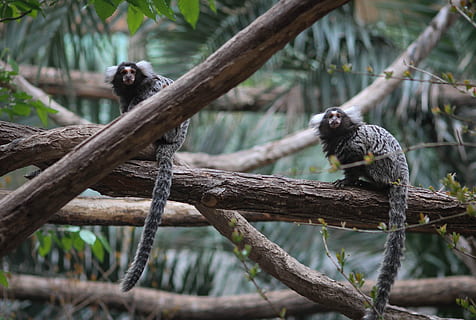 mono gris, monos, rama de árbol, árbol, mono, salvaje, rama, bosque, fauna animal, temas de animales, animal, animales en la naturaleza, vertebrado, un animal, planta, naturaleza, pájaro, nadie, posado, material de madera, longitud total, mamífero, día, centrarse en primer plano, al aire libre, 2K, CC0, dominio público, libre de derechos
