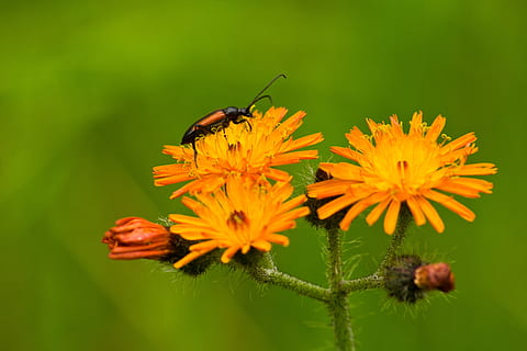 groc, flors, error, insecte, planta, naturalesa, primavera, estiu, planta amb flors, flor, invertebrat, fragilitat, pètal, animals a la natura, fauna animal, temes d'animals, animal, vulnerabilitat, cap de flor, frescor, bellesa a la natura, un animal, inflorescència, primer pla, creixement, abella, cap gent, polinització, pol·len, 2K, CC0, domini públic, lliure de regalies