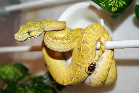 verde, pitone degli alberi, australiano, pitone albero verde, pitone australiano albero verde, pitone, serpente, Australia, allevato in cattività, giallo, nessuno, avvicinamento, temi animali, un animale, giorno, rettile, animale, vertebrato, fauna selvatica, in casa, animali allo stato selvatico, parte del corpo animale, concentrarsi sulle conoscenze acquisite, velenoso, arricciato, segnale di pericolo, cartello, testa di animale, scala animale, bocca aperta, 1080P, CC0, dominio pubblico, privo di copyright