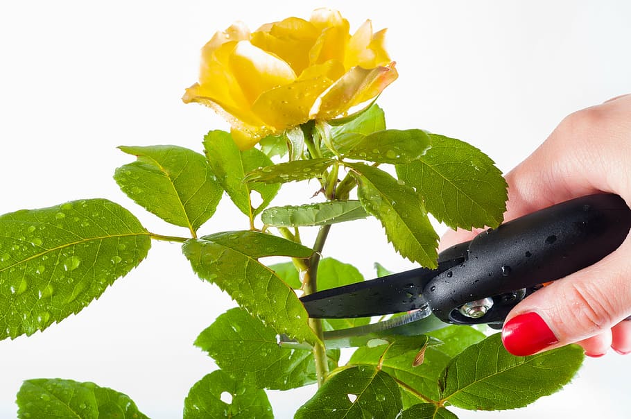 persona, tall, groc, rosa, tija, poda, pures, jardí, tallar, jardineria, treballar, jardiner, flor, arbust, verd, naturalesa, tisores, blanc, primavera, planta, eina, equipament, cura, podar, retallada, aïllat, estiu, mans, arbusts, creixement, paisatgisme, mà humana, mà, part del cos humà, una persona, full, part de la planta, celebració, color verd, frescor, dit, dit humà, estils de vida, part del cos, menjar i beguda, primer pla, menjar, persones reals, herba, 4K