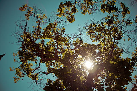 sunray, green, leafed, tree, low, angle, shot, photography, leaf, trees, blue, sky, daytime, sunshine, leaves, nature, clear sky, sunlight, sun, outdoors, low angle view, growth, plant, beauty in nature, branch, tranquility, no people, sunny, sunbeam, day, plant part, bright, high, streaming, 5K, CC0, public domain, royalty free