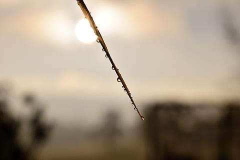 dryppe, dug, dugdråbe, blad, græs, dråbe vand, efterår, Morgentau, tæt, vand, plante, afrimning, natur, fokus på forgrunden, udendørs, ingen mennesker, vækst, tæt på, dag, himmel, selektiv fokusering, sollys, dyr, ro, hvirveldyr, solnedgang, dyre temaer, et dyr, Kvist, skønhed i naturen, skumring, silhuet, aggression, 5K, CC0, offentligt domæne, royaltyfrie