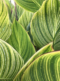leaves, striped, pattern, texture, nature, plant, foliage, natural, tropic, green, green color, leaf, growth, plant part, backgrounds, full frame, beauty in nature, close-up, no people, palm tree, palm leaf, natural pattern, frond, day, tropical climate, tree, outdoors, 4K, CC0, public domain, royalty free