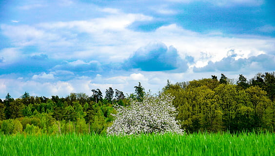 Wolkengebilde, dramatisch, Dramatischer Himmel, Stimmung, Atmosphäre, dunkle Wolken, Wetterstimmung, Landschaft, Acker-, Feld, Apfelbaum, blühen, Frühling, Natur, Pflanze, Baum, Land, Umgebung, wolke - himmel, Szenen - Natur, Schönheit in der Natur, Himmel, grüne Farbe, Ruhe, Wald, Kiefernwald, Gras, Kiefer, ruhige Szene, keine Leute, ländliche Szene, Nadelbaum, draußen, immergrüner Baum, 4K, CC0, gemeinfrei, lizenzfrei