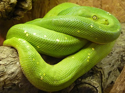 verde, pitone, legna, pitone albero verde, morelia viridis, serpente, Pythoninae, animale, tossico, raccapricciante, scala, creatura, vicino, rettile, fauna selvatica, un animale, temi animali, vertebrato, animali allo stato selvatico, colore verde, nessuno, avvicinamento, parte del corpo animale, segnale di pericolo, arricciato, comunicazione, cartello, giorno, natura, albero, all'aperto, scala animale, zoo, testa di animale, velenoso, foresta pluviale, foresta pluviale tropicale, 1080P, CC0, dominio pubblico, privo di copyright