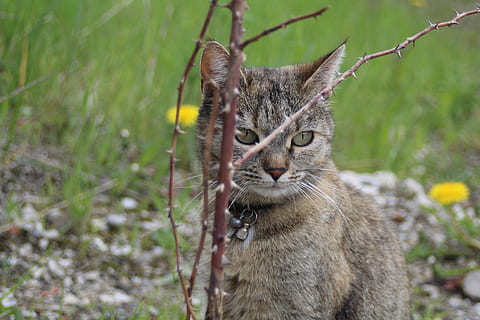 kat, grene, holde øje, dyr, dyre temaer, et dyr, pattedyr, dyr i naturen, dyreliv, hvirveldyr, fokus på forgrunden, dag, ingen mennesker, plante, natur, feline, husdyr, udendørs, jord, tæt på, Mark, portræt, bakkenbart, 5K, CC0, offentligt domæne, royaltyfrie