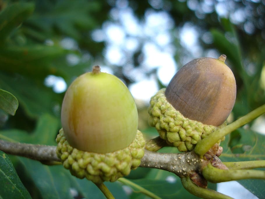 agern, nødder, par, eg, møtrik, frø, mad, egetræ, nød, natur, blad, træ, møtrik - mad, efterår, tæt på, plante, Brun, grøn farve, sæson, Skov, frugt, dag, ingen mennesker, mad og drikke, sund kost, fokus på forgrunden, friskhed, vækst, afdeling, velvære, skønhed i naturen, udendørs, selektiv fokusering, moden, 1080P