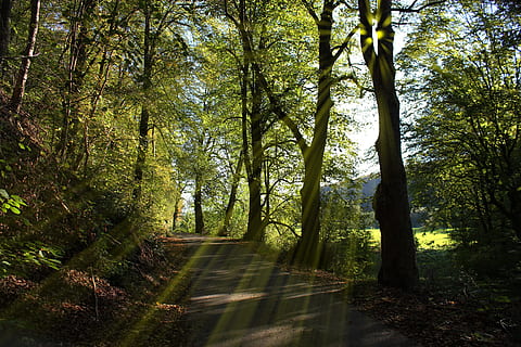 skog trær veien, skogssti, trær, sol, stråler, natur, gå, borte, landskap, grønn, kjørefelt, tre, fotturer, solfylt, sommer, gren grener, grener, trekantede avenue, solrefleksjon, humør, fritid, skog, anlegg, land, ro, skjønnhet i naturen, vekst, retning, veien forover, sollys, dag, ingen folk, rolig scene, stamme, trestamme, grønn farge, naturskjønnhet - natur, ikke-urbane scene, utendørs, sti, bambus - plante, 5K, CC0, offentlig domene, opphavsrett gratis