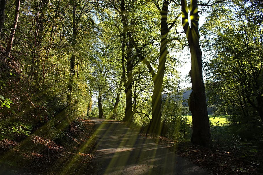droga leśna, leśna ścieżka, drzewa, słońce, promienie, Natura, spacerować, z dala, krajobraz, Zielony, pas ruchu, drewno, wędrówki, słoneczny, lato, oddziały oddziałów, gałęzie, zadrzewiona aleja, odbicie słońca, nastrój, wolny czas, drzewo, las, roślina, wylądować, spokój, piękno natury, wzrost, kierunek, droga naprzód, światło słoneczne, dzień, lesisty teren, żadnych ludzi, spokojna scena, bagażnik samochodowy, pnia drzewa, zielony kolor, scenics - natura, scena pozamiejska, na dworze, szlak, bambus - roślina, 5K