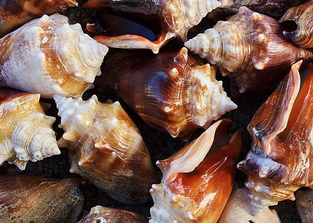 shells, conch, sea, seashell, ocean, mollusk, food, food and drink, close-up, full frame, no people, still life, freshness, wellbeing, backgrounds, indoors, shell, seafood, healthy eating, high angle view, textured, day, animal, animal shell, animal wildlife, temptation, 2K, CC0, public domain, royalty free