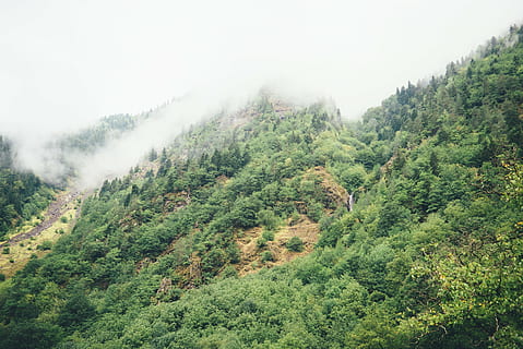 pendio, montagna, foresta, alberi, pendenza, Highlands, all'aperto, vegetazione, natura, ripido, collina, verde, valle, nuvole, albero, pianta, scenics - natura, bellezza nella natura, nebbia, la tranquillità, colore verde, ambiente, terra, scena tranquilla, nessuno, crescita, paesaggio, fogliame lussureggiante, fogliame, cielo, Pino, bosco di pini, bosco, albero di conifere, albero sempreverde, foresta pluviale, 5K, CC0, dominio pubblico, privo di copyright