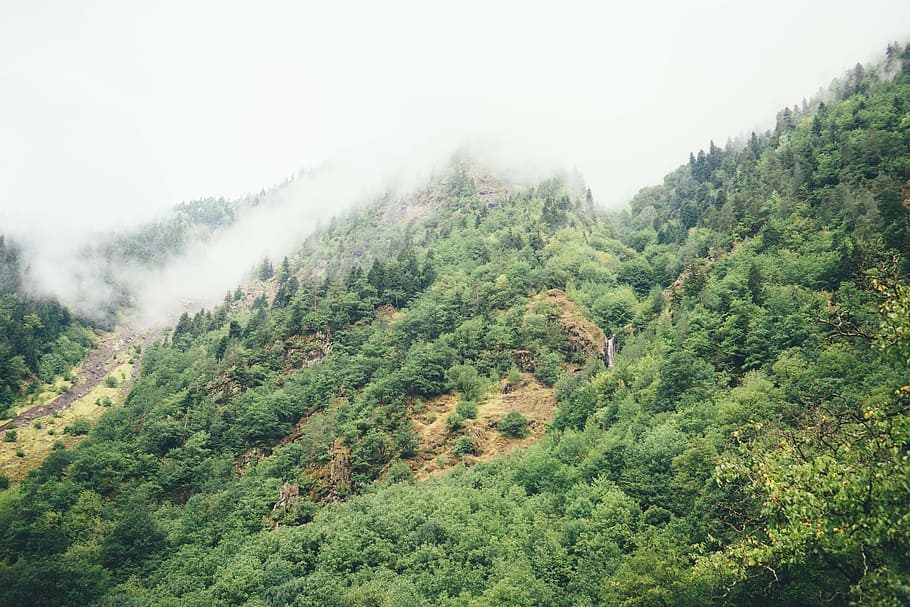 vessant, muntanya, bosc, arbres, pendent, terres altes, a l'aire lliure, vegetació, naturalesa, empinada, turó, verd, vall, núvols, arbre, planta, escenics - natura, bellesa a la natura, boira, tranquil·litat, color verd, medi ambient, terra, escena tranquil·la, cap gent, creixement, paisatge, exuberant fullatge, fullatge, cel, pi, bosc de pi, arbre de coníferes, arbre de fulla perenne, selva tropical, 5K