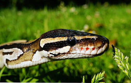 detailní, fotografie, had, travnaté hřiště, krajta, mojave, divočina, plaz, stupnice, zavřít, míč python, constrictor, krása, hlad, jednoho zvířete, zvířat, zvířata ve volné přírodě, zaměřit se na popředí, detail, zelená barva, den, Příroda, zvíře, obratlovců, nikdo, část těla zvířete, rostlina, zvířecí hlavy, sdělení, venku, přistát, jedovatý, zvířecí oko, tropický deštný prales, deštný prales, agrese, 4K, CC0, veřejná doména, bez autorských práv